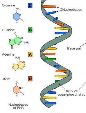 Genetic Material - The Human genome project